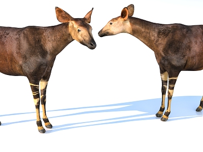 Aokapis 3d model