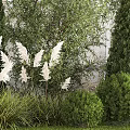 Garden Shrubs With White Feathery Plants Coniferous Trees Green Foliage And Stone Wall
