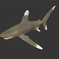 Modern shark great white shark whale shark hammerhead shark tiger shark 3d model