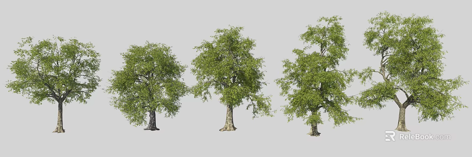 Three Green Arbor Trees With Lush Foliage And Thick Trunks 3d model