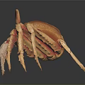 Crab With Orange Brown Body Large Claws And Long Legs On Black Reflective Surface