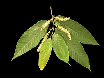 Vibrant Plant Branch With Multiple Green Leaves And White Flower Spikes 3d model