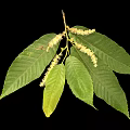 Vibrant Plant Branch With Multiple Green Leaves And White Flower Spikes