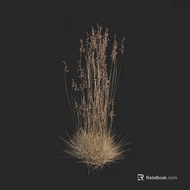 Tall Wild Grass with Slender Stems and Purple Flowers in Natural State against Black Background 3d model 