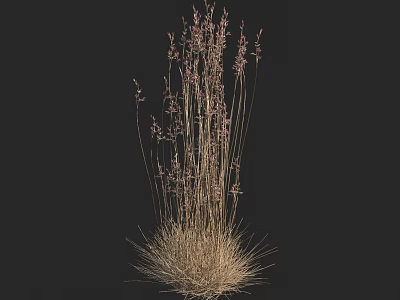 Tall Wild Grass with Slender Stems and Purple Flowers in Natural State against Black Background 3d model