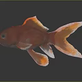 Orange Goldfish With Vibrant Color And Flowing Tail On Dark Background With Reflection