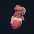 Human Heart Chest Organ Anatomical Structure 3D Rendering Medical Illustration Detailed View
