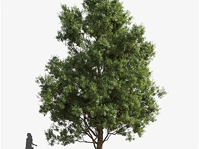 Tall Arbor with Lush Green Foliage and Person Silhouette for Scale 3d model