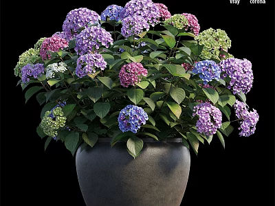 Gray Flower Pot With Blooming Purple Pink Blue White Hydrangea And Green Leaves Decorative Set 3d model