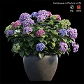 Gray Flower Pot With Blooming Purple Pink Blue White Hydrangea And Green Leaves Decorative Set