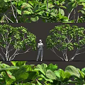 Lush Green Trees And Foliage With Person Standing Among Dense Plants