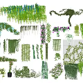 Various Climbing Hanging Vines With Green Leaves And Colorful Flowers For Garden Decor