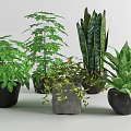 Assorted Green Potted Plants with Lush Foliage for Indoor Home Decor