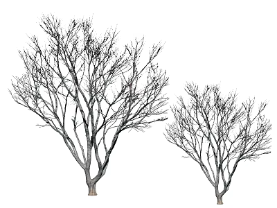 Two Leafless Arbor Trees With Bare Branches In Different Sizes Isolated On White 3d model