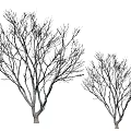 Two Leafless Arbor Trees With Bare Branches In Different Sizes Isolated On White