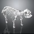 White Animal Skeleton Display On Black Reflective Surface With Detailed Structure