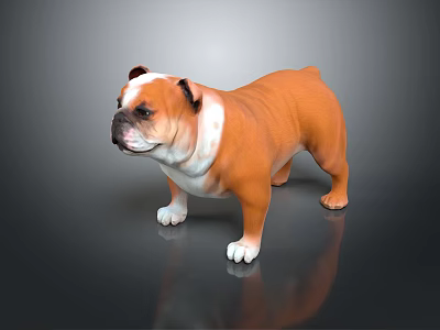 Adorable Brown and White English Bulldog Standing with Stocky Body and Wrinkled Face 3d model