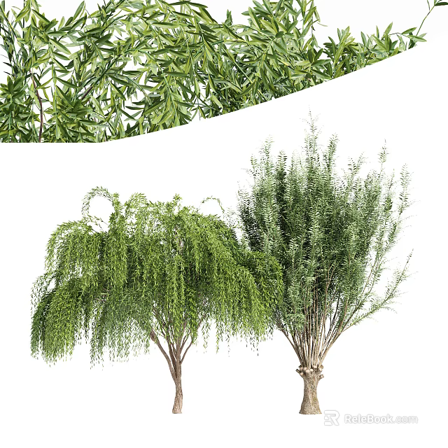 Two Types of Ornamental Trees With Weeping Branches and Lush Foliage 3d model 