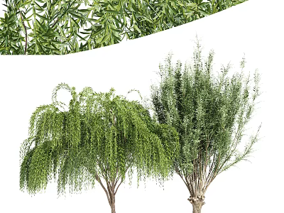 Two Types of Ornamental Trees With Weeping Branches and Lush Foliage 3d model