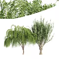 Two Types of Ornamental Trees With Weeping Branches and Lush Foliage