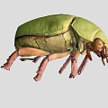 beetle worm insect grasshopper pest 3d model