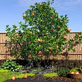 Fruit Bearing Tree with Green Leaves Red Fruits Bamboo Fence and Fruit Basket in Garden