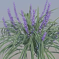 Decorative Plant With Green Leaves White Stripes And Purple Flower Spikes