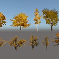 Various Deciduous Trees Featuring Autumn Yellow Green Foliage And Diverse Shapes