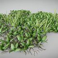 Lush Green Plants With Vibrant Leaves And Exposed Roots Growing Densely Together