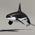 Realistic 3D Orca Model In Dynamic Jumping Pose With Black White Coloration 3d model