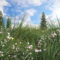 Lush Green Bushes Surrounded by Pink Flowers and Tall Pine Trees Under Blue Sky