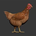Brown Hen With Red Comb Feathered Body Standing On Dark Shiny Surface 3d model