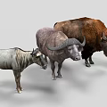 Wildebeest Water Buffalo and Bison Standing Together on White Background