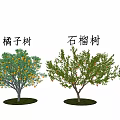 Modern Fruit Tree Apple Tree Orange Tree Loquat Tree Pomegranate Tree Landscape Tree 3d model