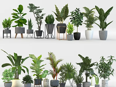 Top Varieties Of Leafy Potted Plants In Stylish Decorative Pots For Home Decor 3d model