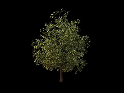 Tall Deciduous Tree with Lush Green Foliage and Brown Trunk Isolated Against Black Background 3d model