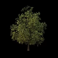 Tall Deciduous Tree with Lush Green Foliage and Brown Trunk Isolated Against Black Background