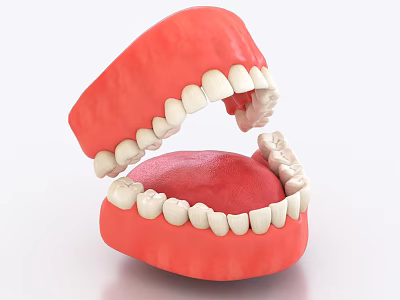 Anatomical Dental Model Ornament Decor Set with Upper Lower Jaw Teeth and Gums 3d model