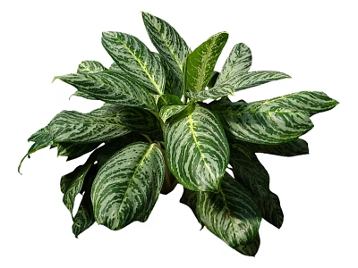 Lush Indoor Houseplant With Green And White Striped Leaves For Home Decor 3d model
