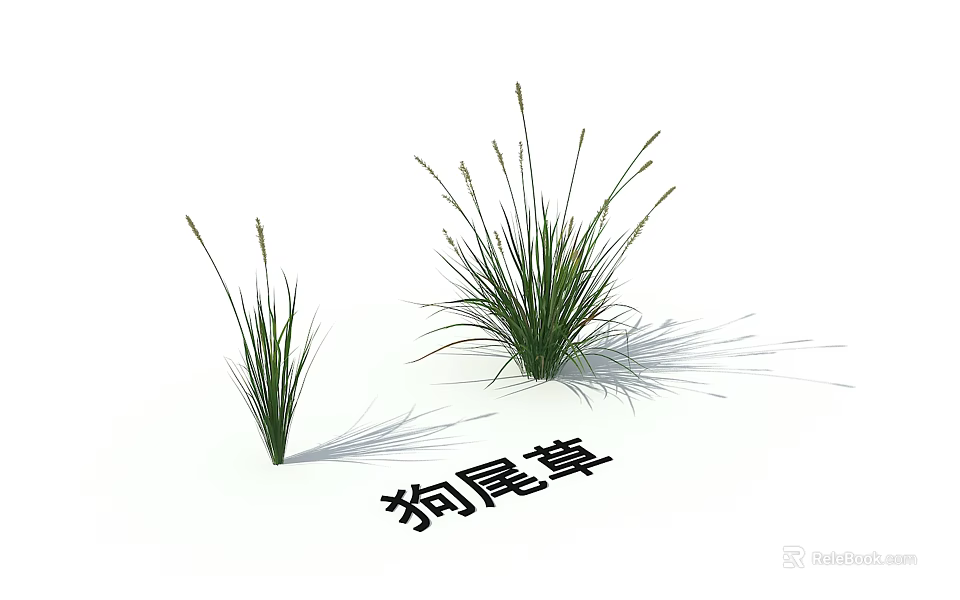 Two Green Foxtail Grass Plants With Natural Fresh Growth In Garden Setting 3d model 