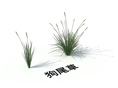 Two Green Foxtail Grass Plants With Natural Fresh Growth In Garden Setting 3d model