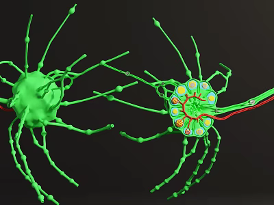 Nervous System Organizational Structure Featuring Green Neurons Branches Cell Bodies And Red Connections 3d model