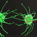 Nervous System Organizational Structure Featuring Green Neurons Branches Cell Bodies And Red Connections