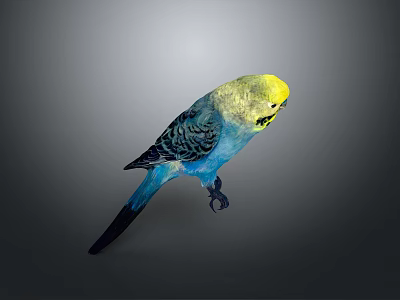 Colorful Flying Bird With Yellow Head Blue Body And Black Wings Standing On Gray Background 3d model