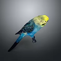 Colorful Flying Bird With Yellow Head Blue Body And Black Wings Standing On Gray Background
