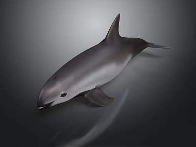 3D Rendered Gray And White Dolphin Aquatic Animal With Realistic Swimming Pose 3d model