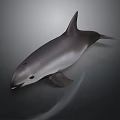 3D Rendered Gray And White Dolphin Aquatic Animal With Realistic Swimming Pose