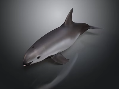 3D Rendered Gray And White Dolphin Aquatic Animal With Realistic Swimming Pose 3d model 3D Rendered Gray And White Dolphin Aquatic Animal With Realistic Swimming Pose 3d model