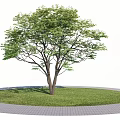 Lush Tree On Circular Lawn With Paved Path 3d model