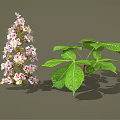 Blooming Vibrant Plant With Pink White Flowers And Fresh Green Leaves